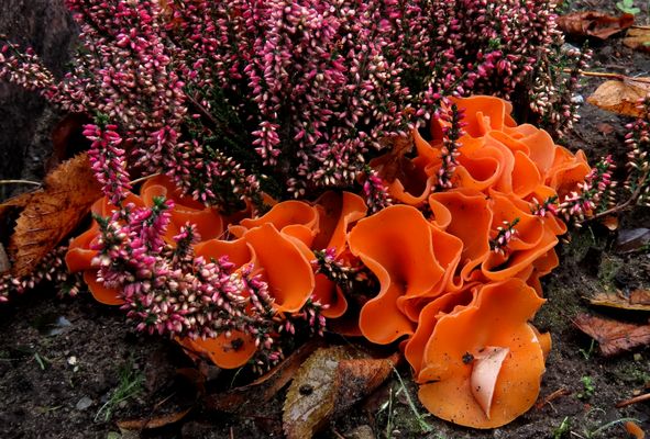 Sie breiten sich jetzt aber rasant