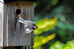 Sie brüten wieder