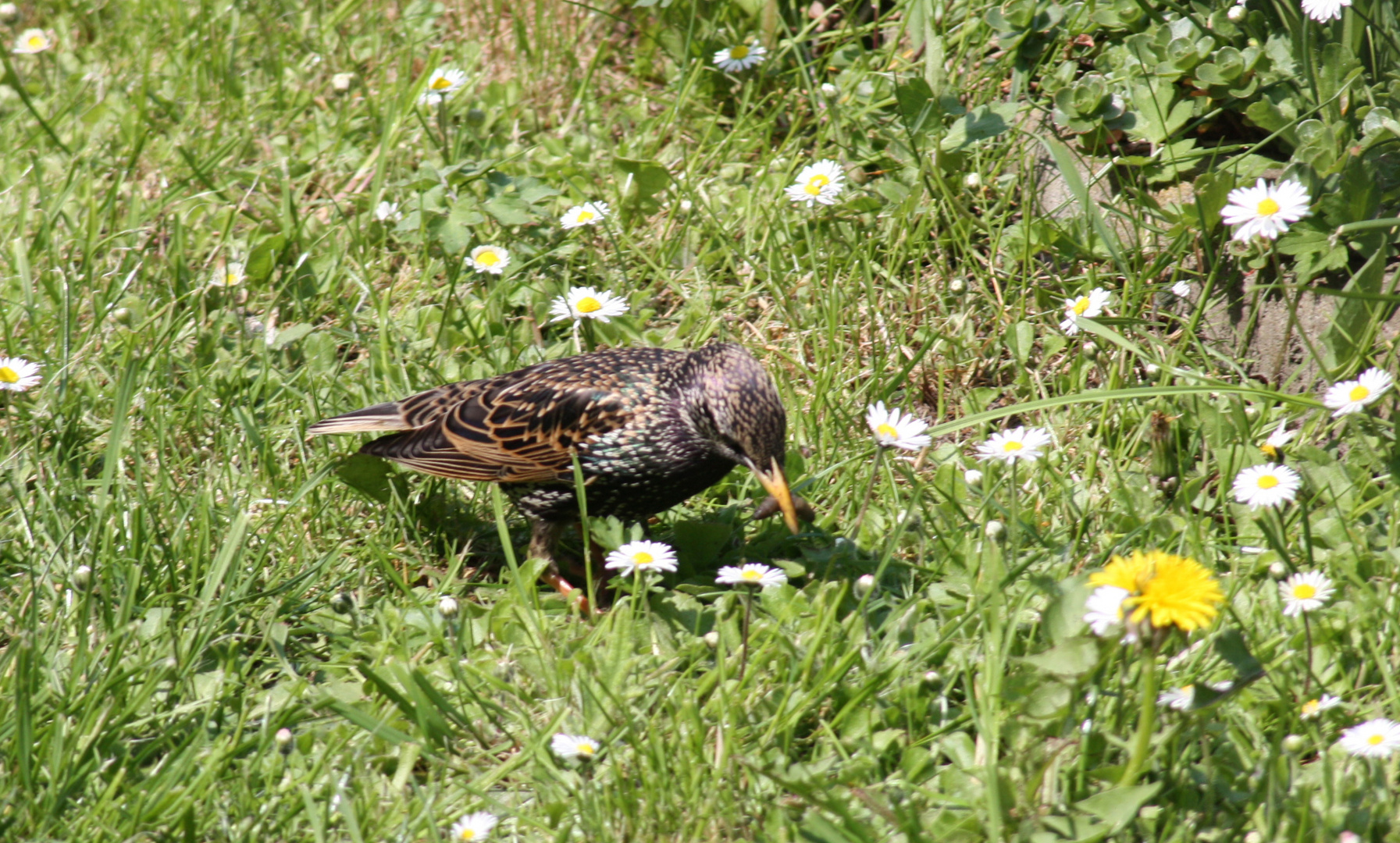 sie brütet in meinem Garten und sucht Futter