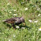 sie brütet in meinem Garten und sucht Futter