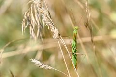 SIE - die Gottesanbeterin in Grün ...