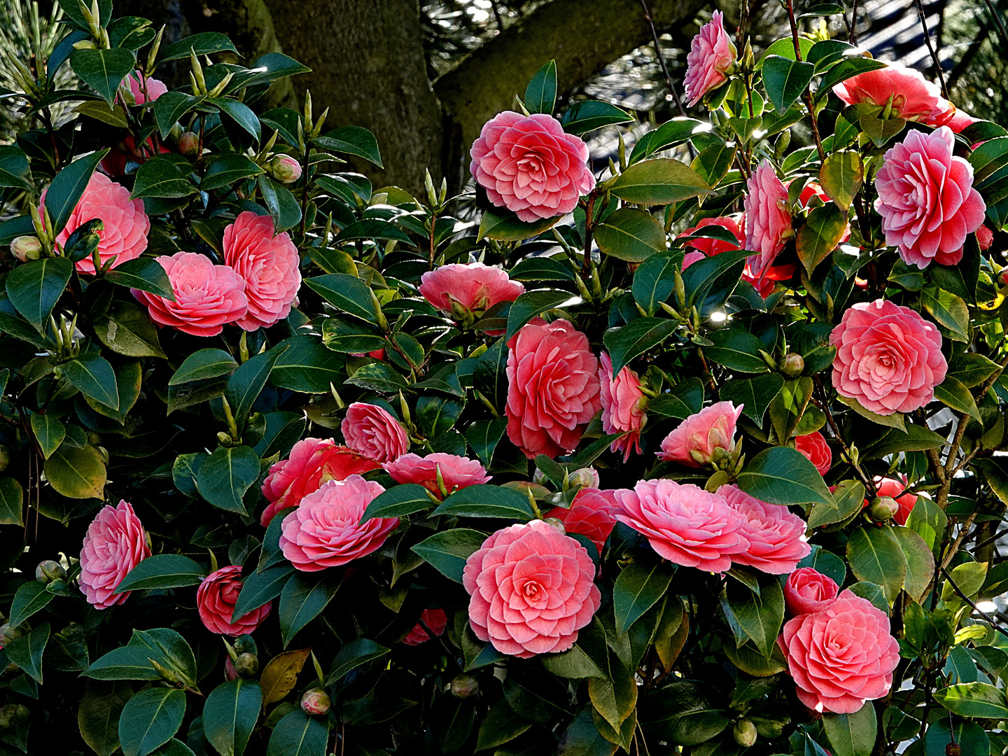 sie drängen sich in den Frühling