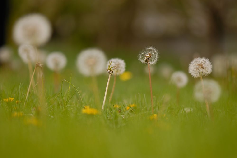 Sie dürfen sich - unter Kontrolle :-))) - im Garten vermehren