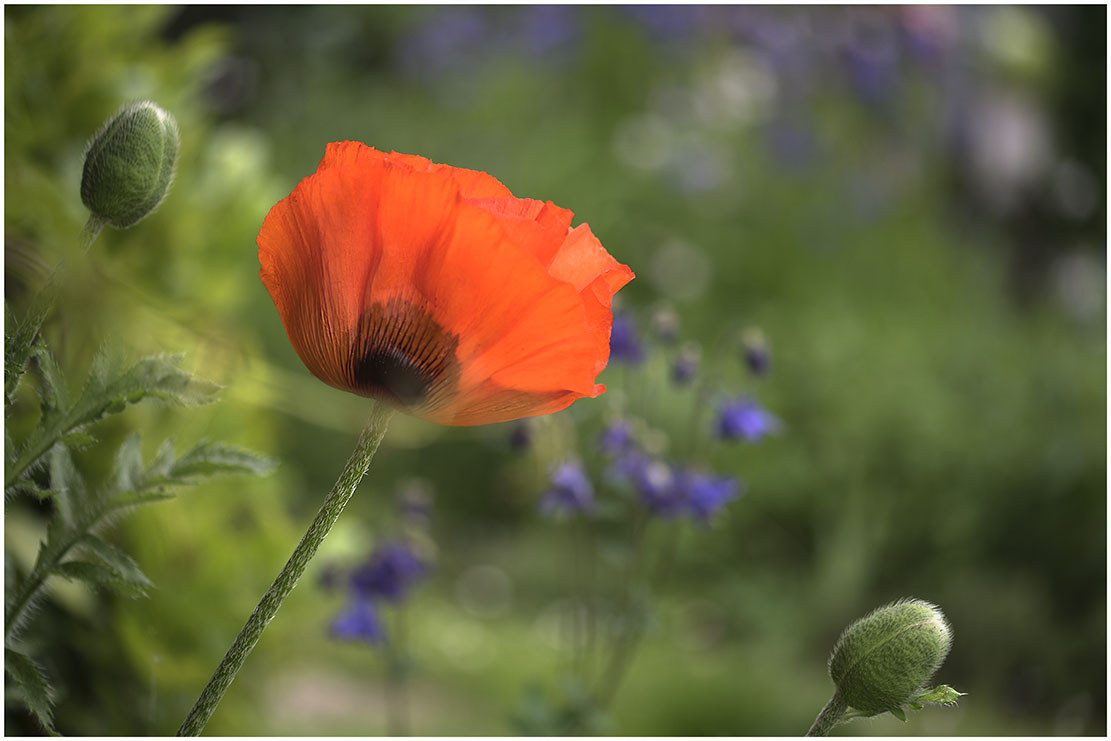 sie eröffnet heute die mohnsaison im garten