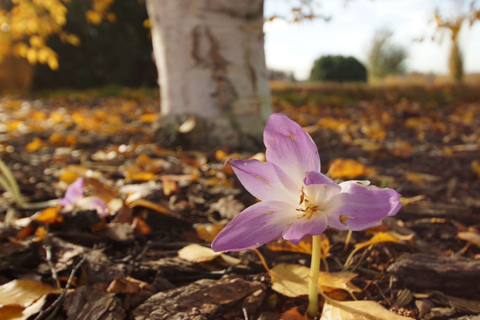 Sie erscheint - und mit ihr der Herbst