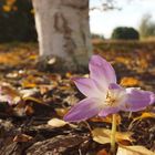 Sie erscheint - und mit ihr der Herbst