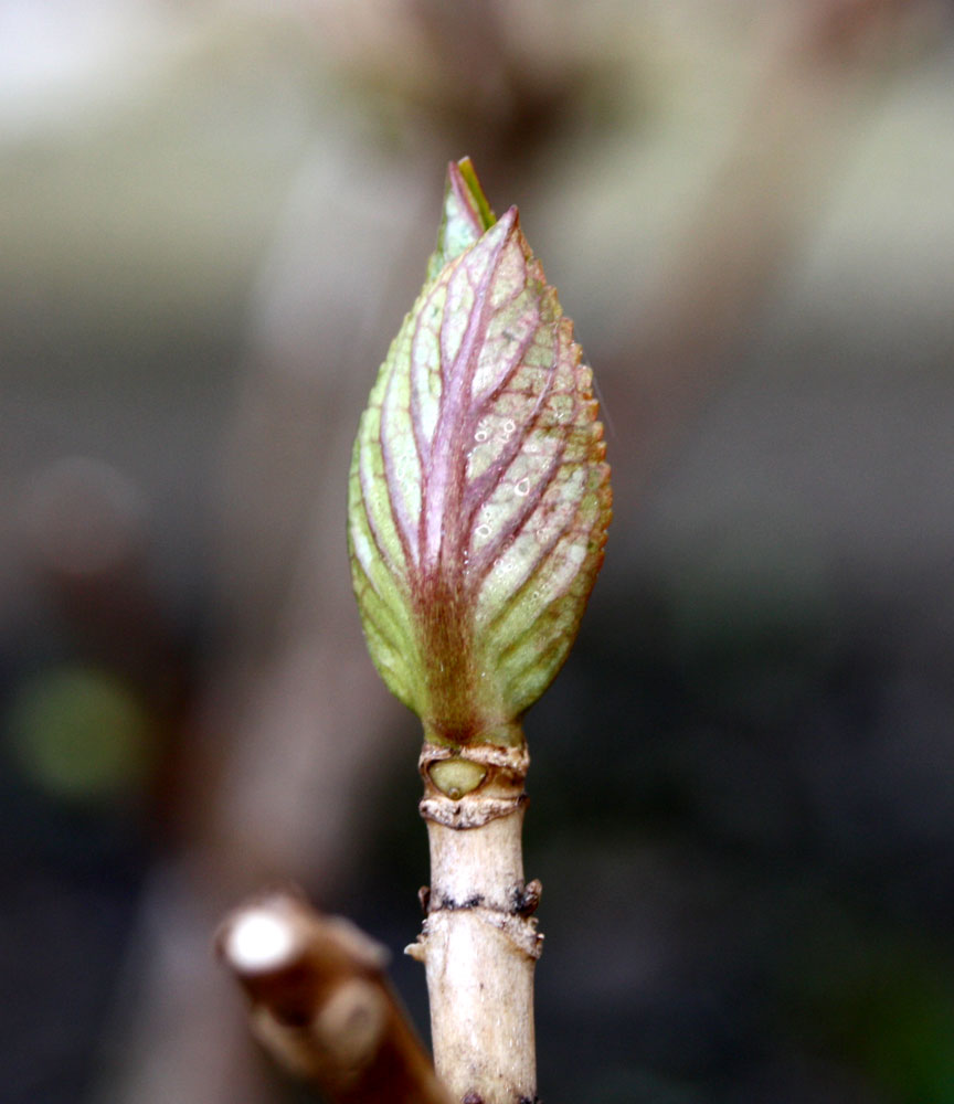 sie erwacht zum neuen Leben im Frühling