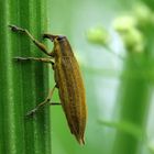 Sie, es ist eine Schierlingsrüsslerin