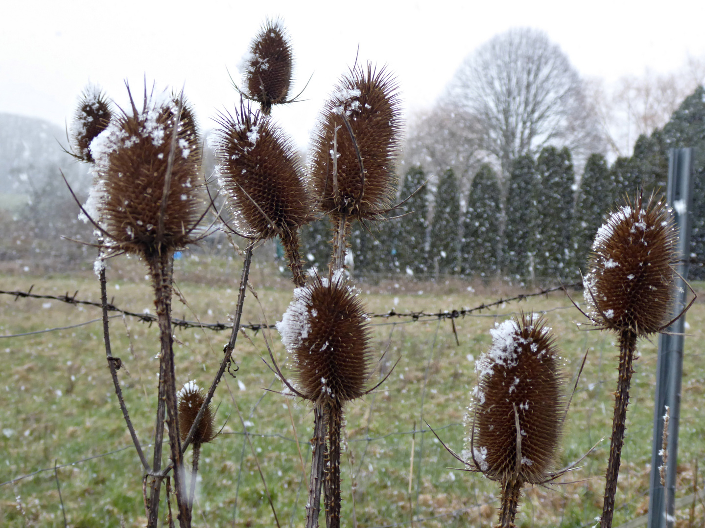 Sie fangen den Schnee