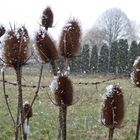 Sie fangen den Schnee