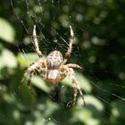 Sie fiel mir bei meinem Spaziergang heute auf....