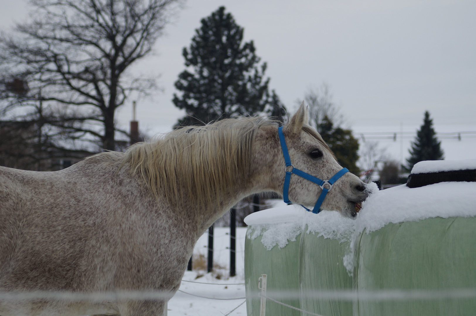 Sie findet Schnee unglaublich toll und Lecker ;)