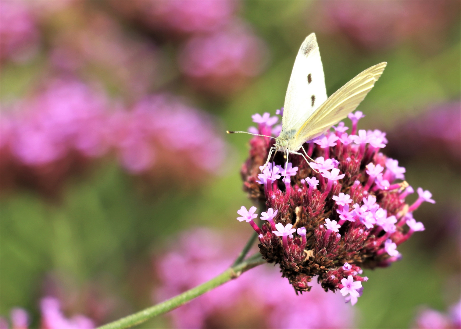 Sie flattern noch....