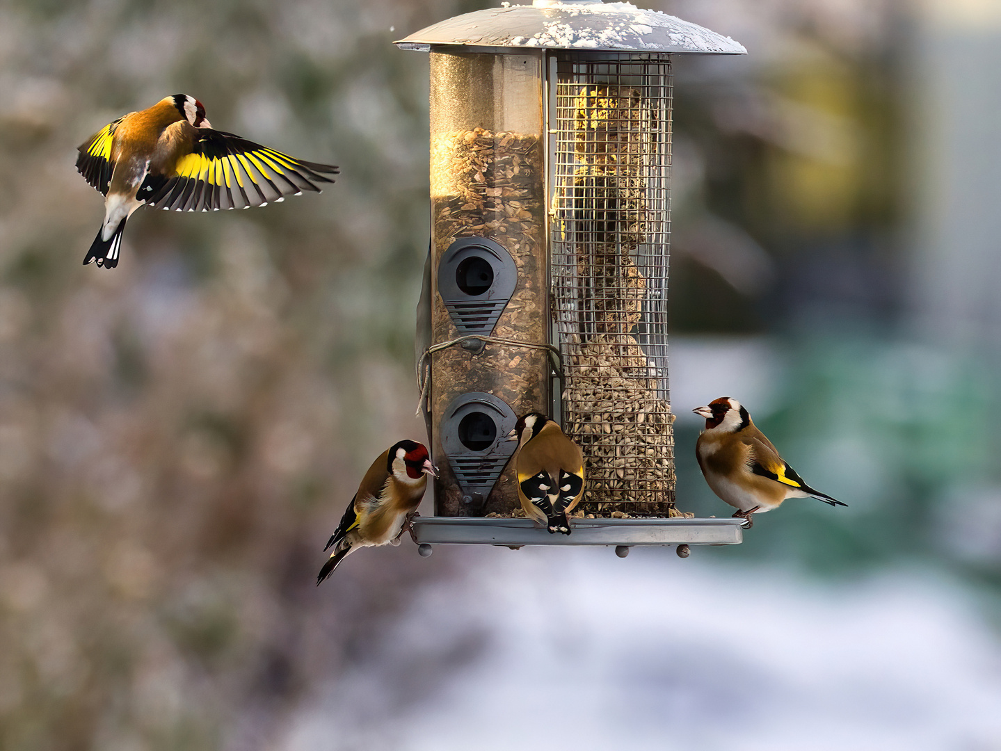 Sie fliegen an und ab