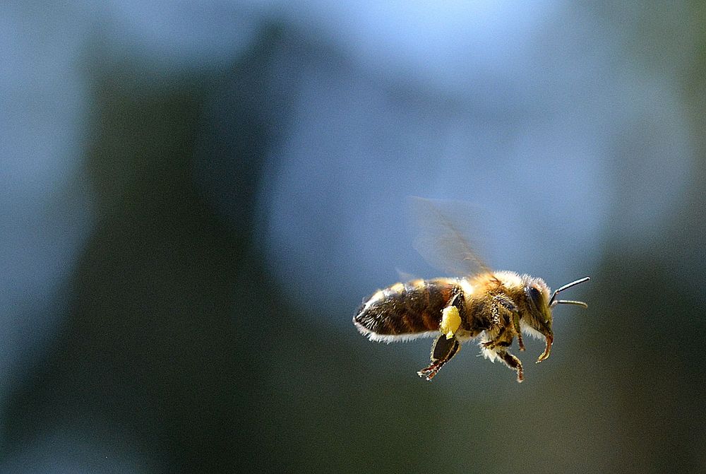 sie fliegen 