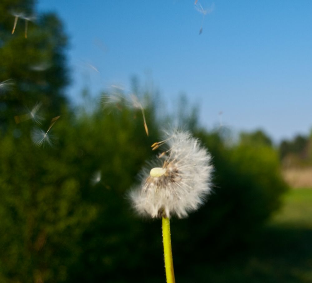 Sie fliegen - den versuch wars wert