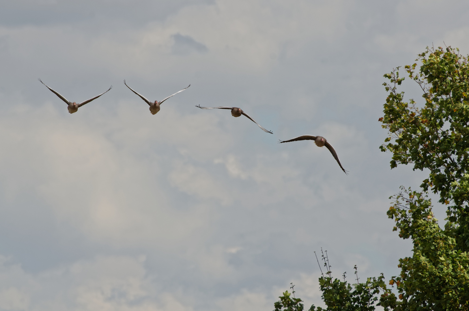 Sie fliegen ein