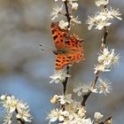 Sie fliegen endlich wieder!