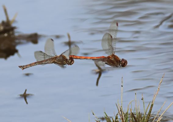 Sie fliegen immer noch