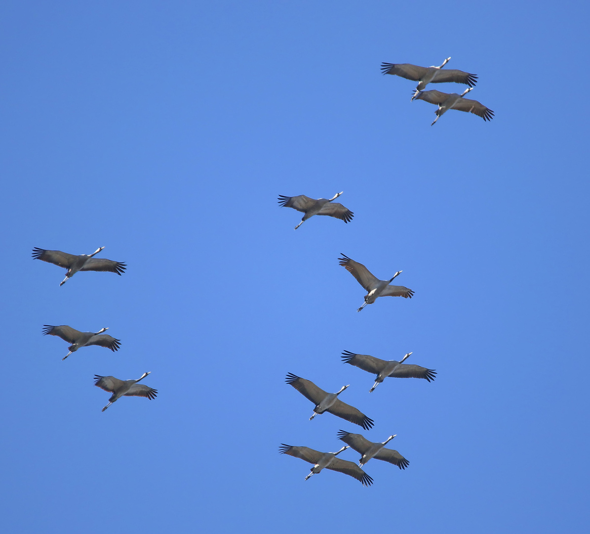 ...sie fliegen in Richtung Heimat. (Doku)....