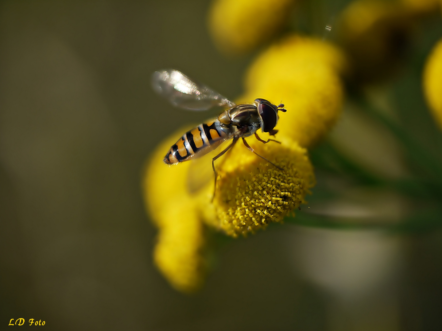 sie fliegen noch 1