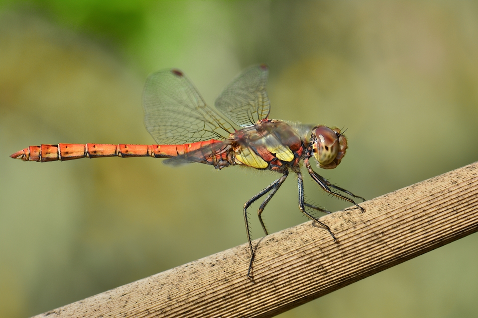 Sie fliegen noch Foto & Bild teich, natur, herbst Bilder auf