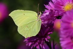 sie fliegen noch