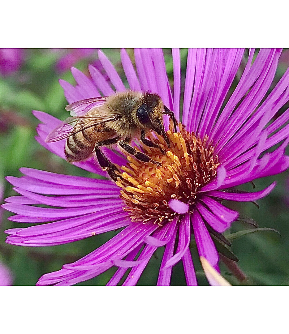 Sie fliegen noch 