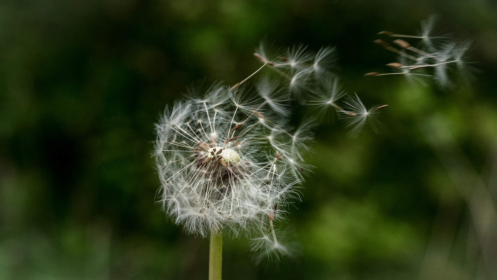 sie fliegen!  - Pusteblume