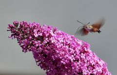 Sie fliegen wieder...