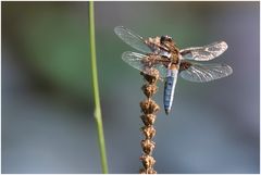 sie fliegen wieder