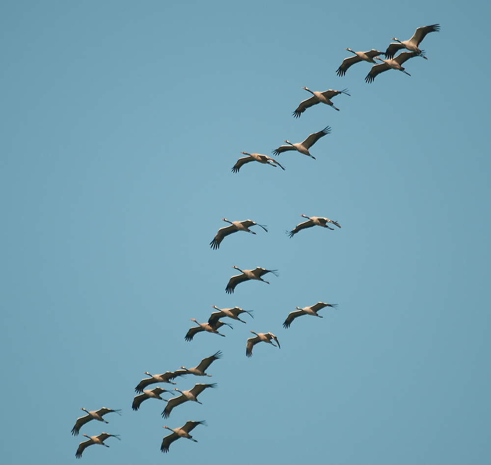 Sie fliegen wieder!