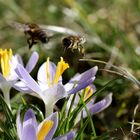 sie fliegen wieder