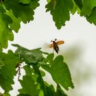 Sie fliegen wieder