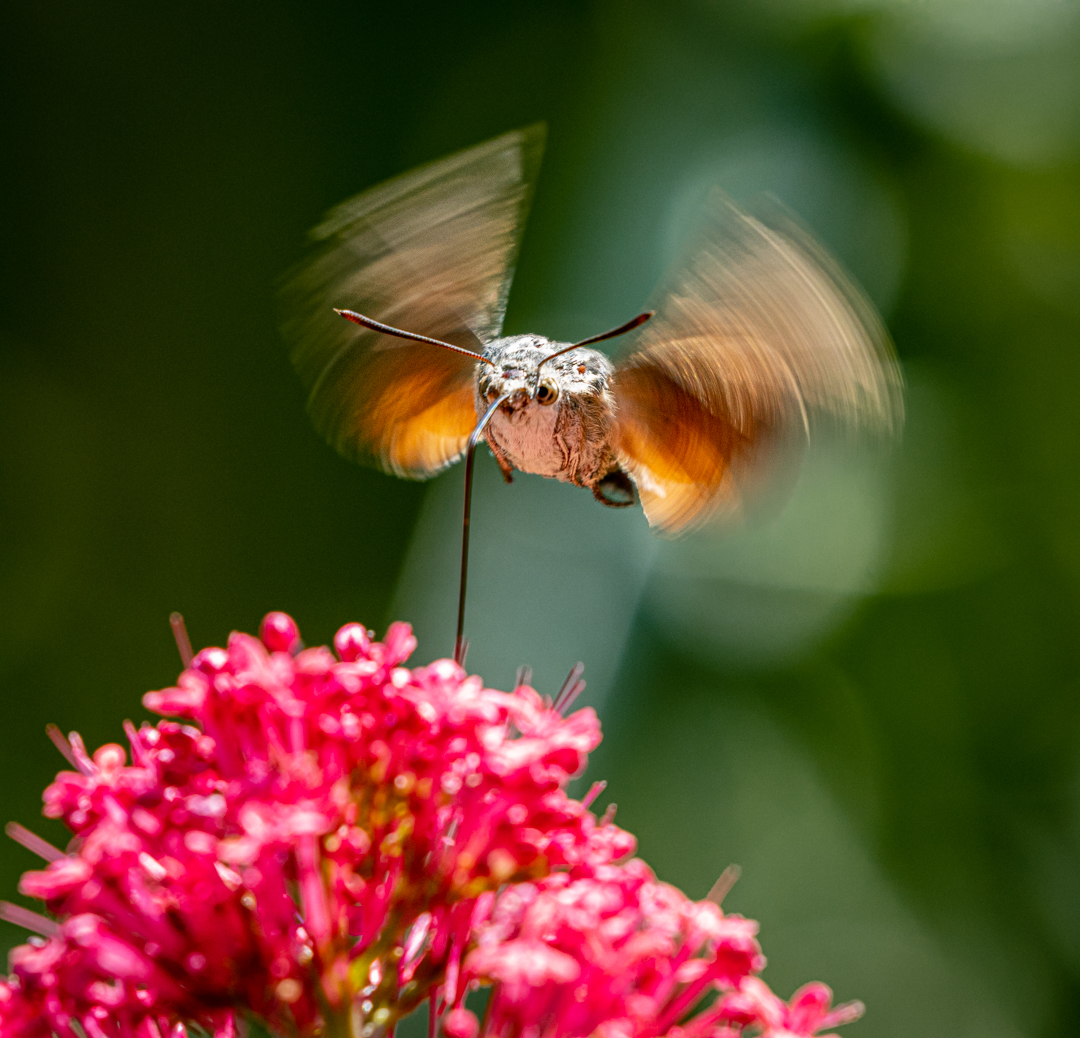 sie fliegen wieder.....