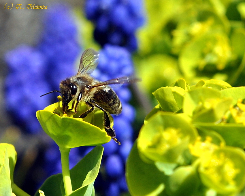 Sie fliegen wieder...:-)