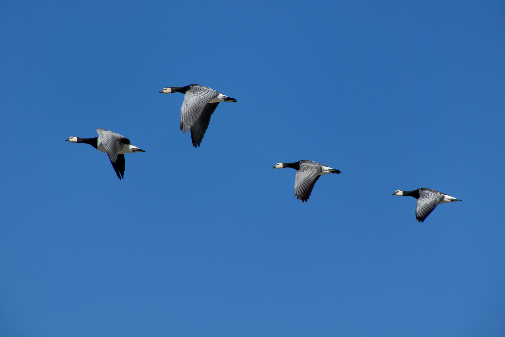 Sie fliegen wieder