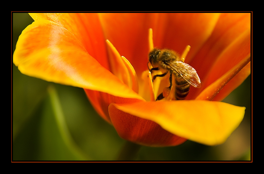 Sie fliegen wieder :-)