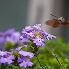 Sie fliegen wieder!