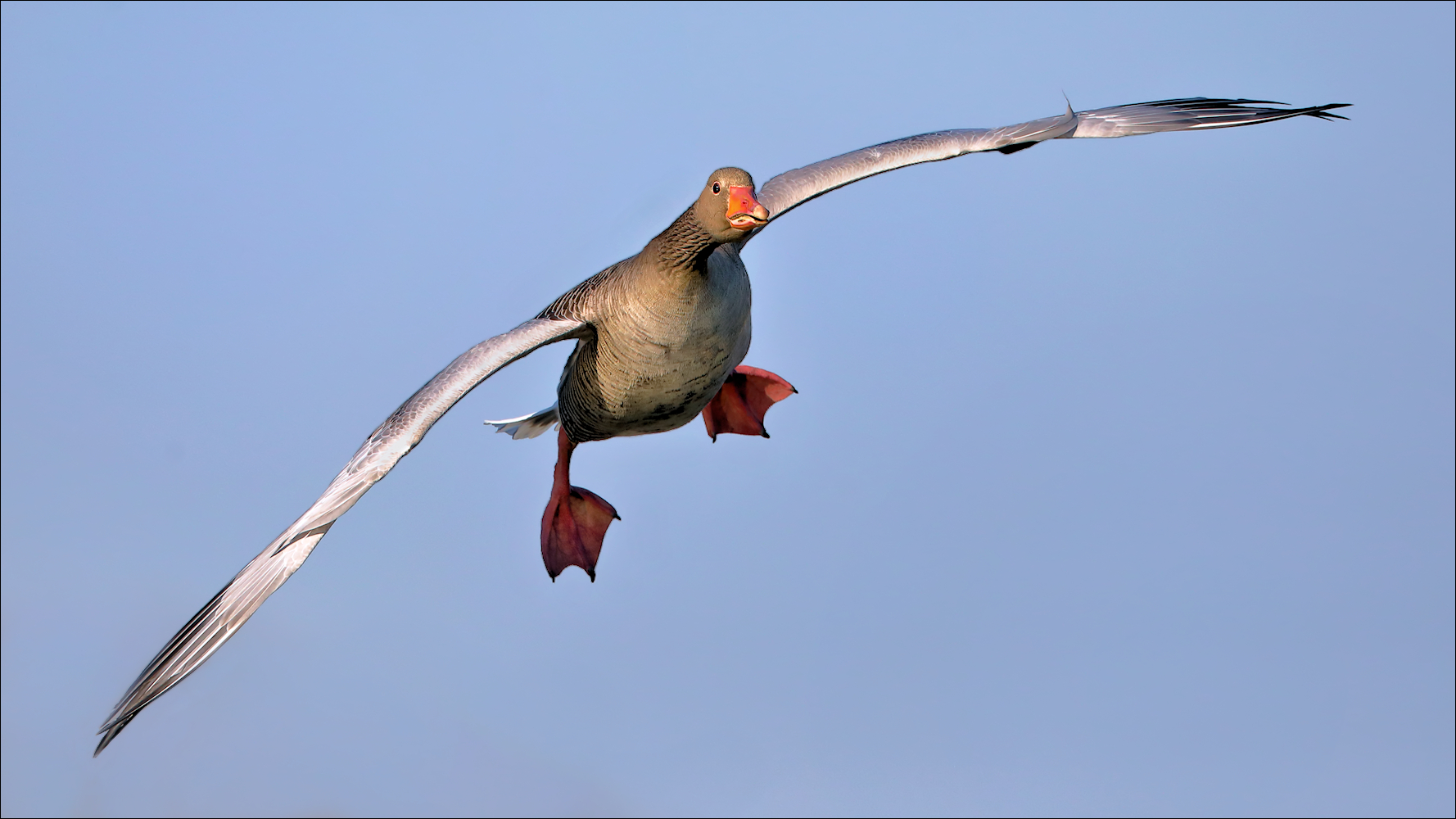 Sie fliegen wieder