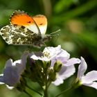 Sie fliegen wieder