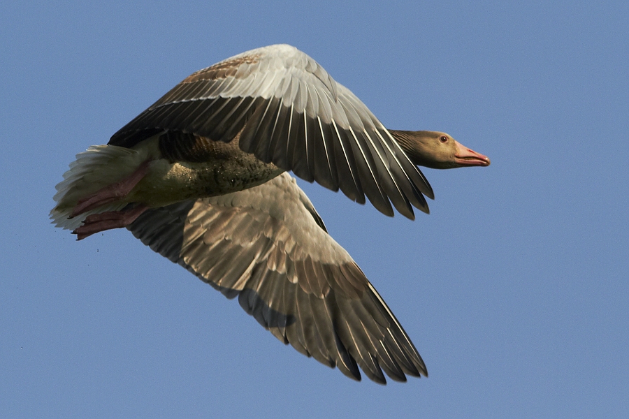 Sie fliegen wieder