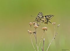   Sie fliegen wieder... 