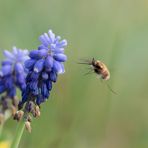 Sie fliegen wieder!