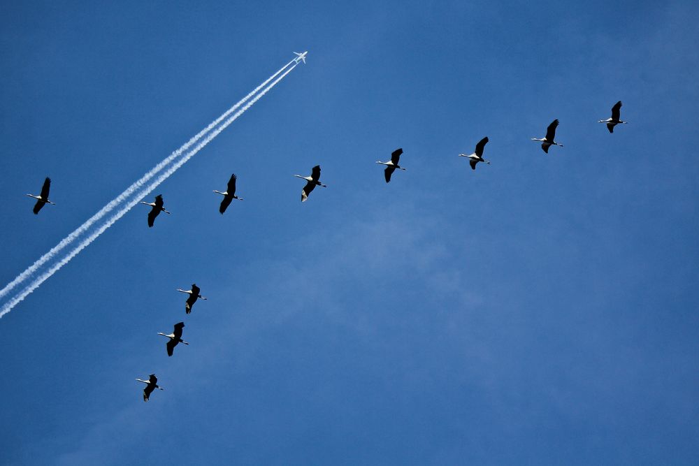 Sie fliegen wieder!