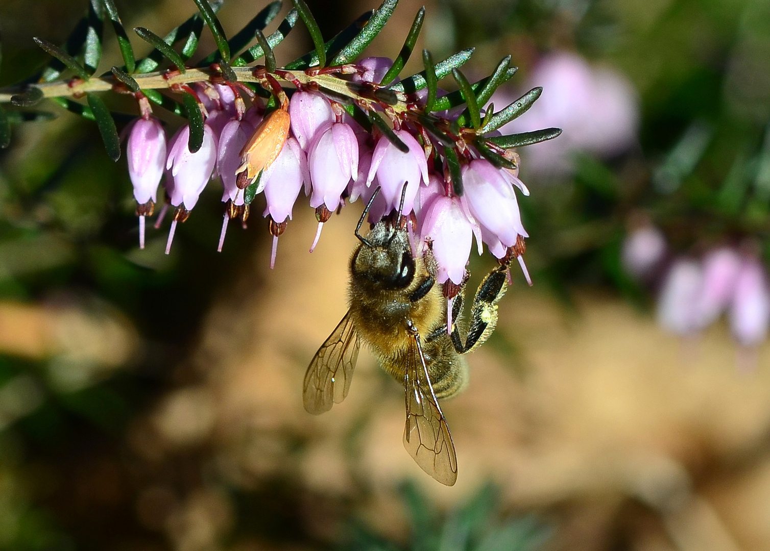 --- Sie Fliegen wieder ......................