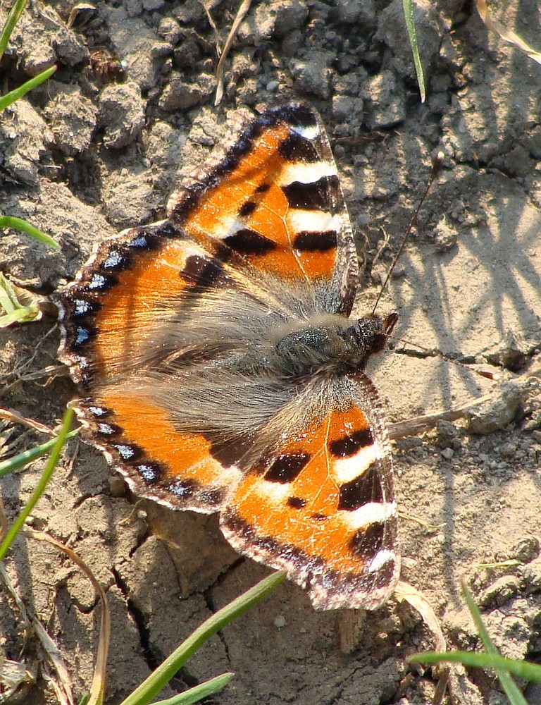 Sie fliegen wieder