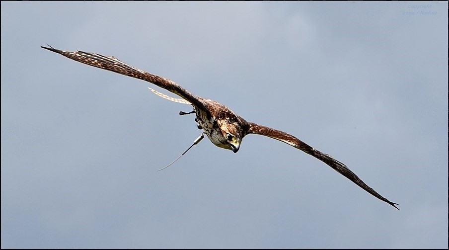 Sie fliegen wieder !!!