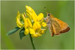 Sie fliegen wieder...