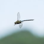 sie fliegen wieder.....